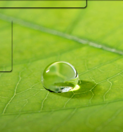 goccia d'acqua su foglia verde